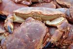 Crabs - Smeaton Pier
